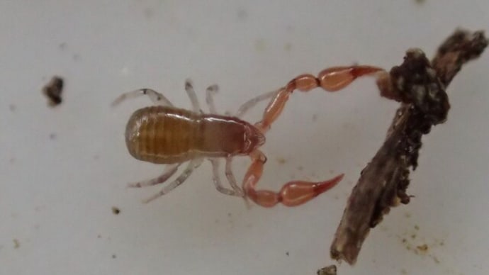 チビコケカニムシ Microbisium pygmaeum かな?:陸のプランクトンたち