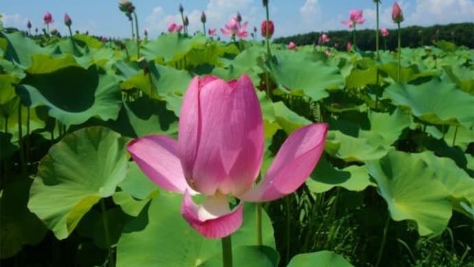 那須町の休耕田に咲く蓮の花 2023/7