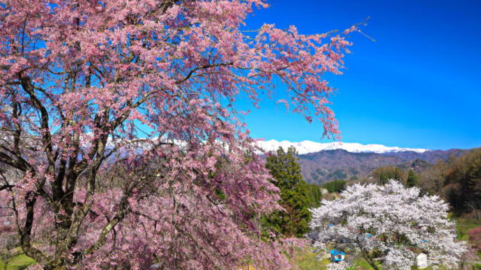 立屋の桜2023-2