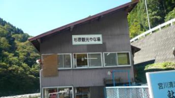 ヤナ場の天然アユ