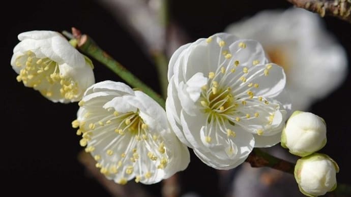鉢植えの花梅 a 「玉牡丹」(2)
