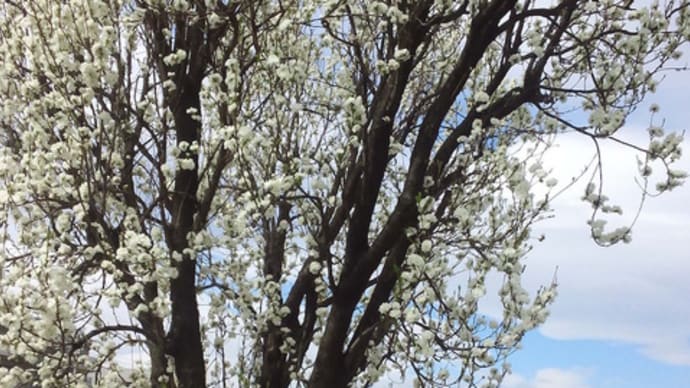 町田駅側の青柳寺のしだれ桜2020/3/27