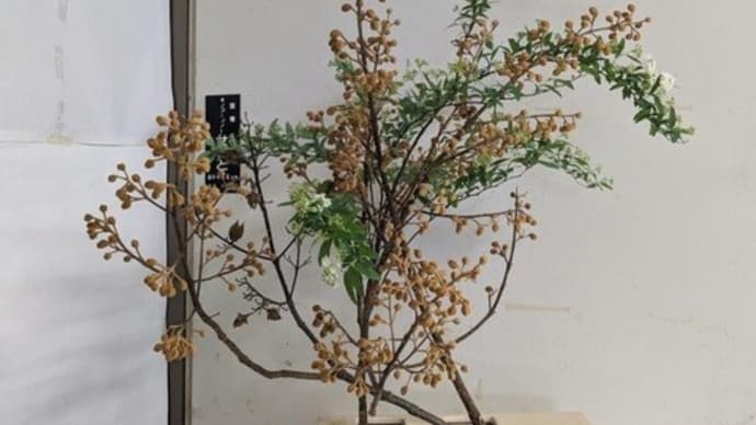 篠窪(しのくぼ)の隣町 草月流 佐久山様が「桐の花芽」を生ける(2024/03/26)