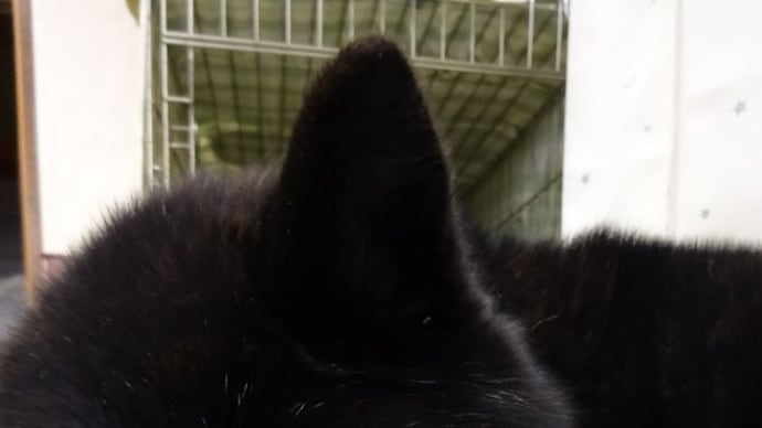 春なんだけどねぇ