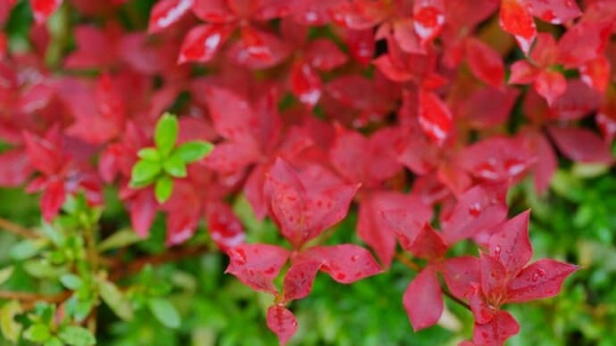 ●我が家の10月の花（9）　ドウダンツツジの紅葉　ブルベリーの紅葉　コムラサキ雨のしずく　スダチ　南天の葉