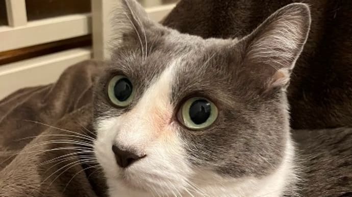 うちの子卓上カレンダー ミィちゃん