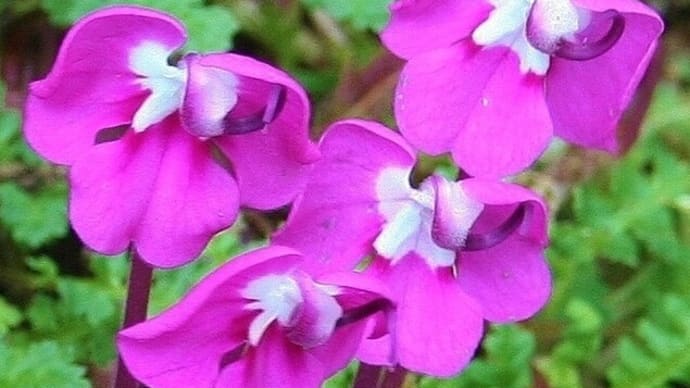 中国大陸(附:日本列島)のハマウツボ科(シオガマギク属を中心に) 3