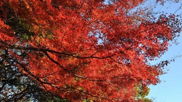 今年最後の紅葉