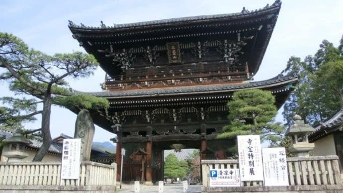 京都 青モミジ100シリーズ 夕霧の清凉寺