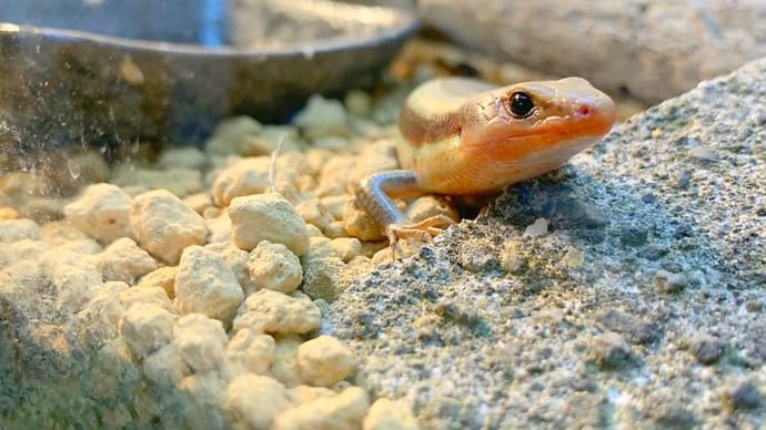 生き物　自宅紀行　ニホントカゲ