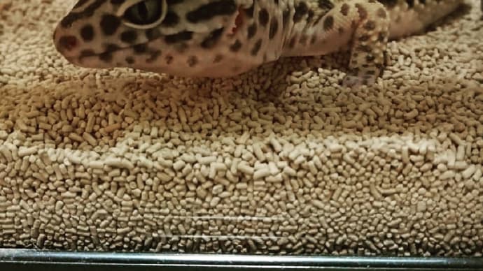 ペット記録1 〜ヒョウモントカゲモドキ〜