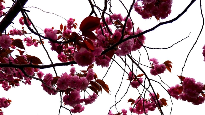 石崎地主海神社・参道桜③2024年5月10日