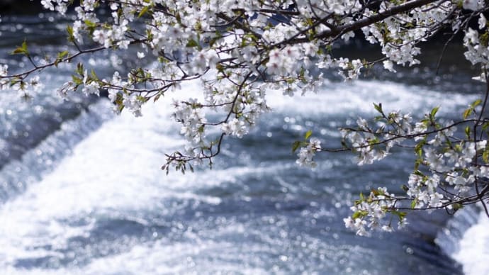 ●浅野川 満開の桜並木 ソメイヨシノ 紅枝垂れ桜 緋寒桜 乙女椿