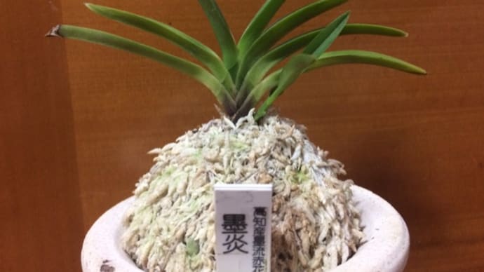 墨炎