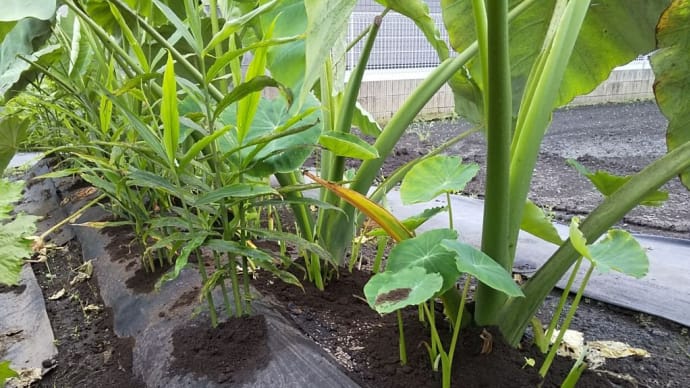 里芋と生姜の追肥、土寄せ