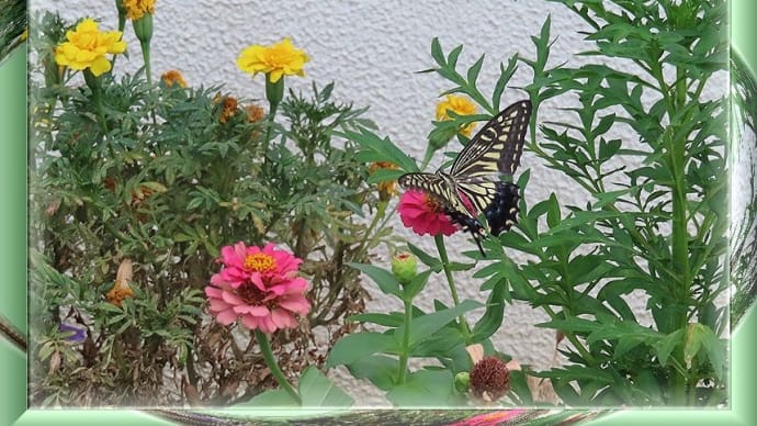 散歩道の花たち