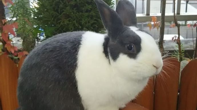 パンダウサギのうーさん🐰🎵