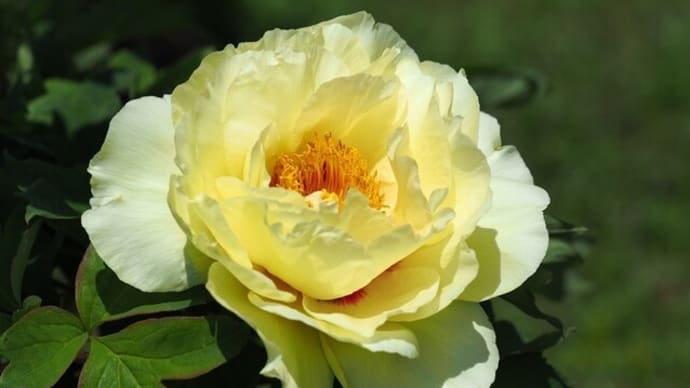 5月の神代植物公園、そして・・・