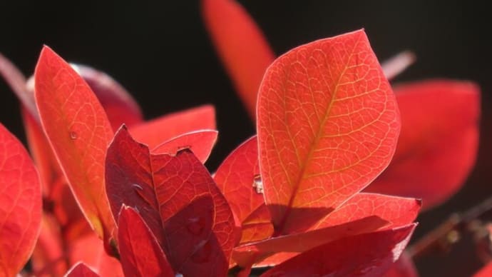 ブルーベリーの紅葉+α