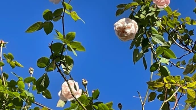 「雲ひとつない冬の青空」