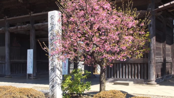 河津桜？＊キンカン＊ハナニラ＊寒緋桜