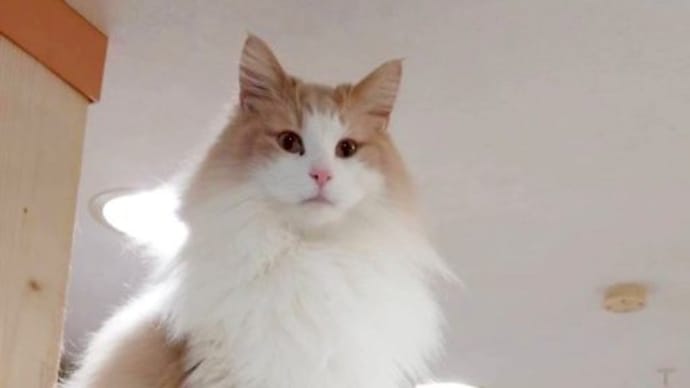 3歳のカリンくん