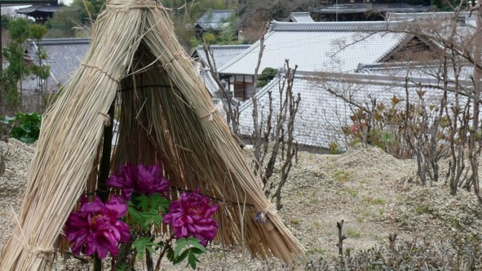 奈良 当麻寺 2009/12/19