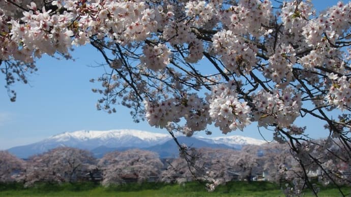 この先も桜の季節がめぐってきますように。