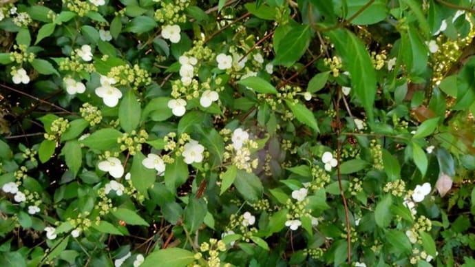 基山の花 3