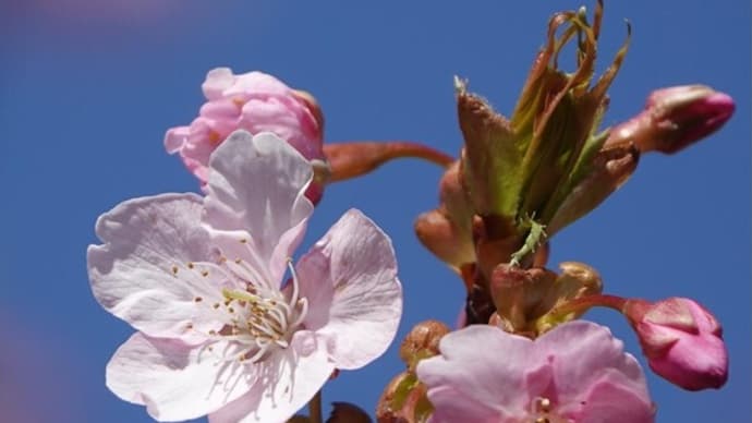 山陰の桜NO2　大根島の千本桜　3月6日