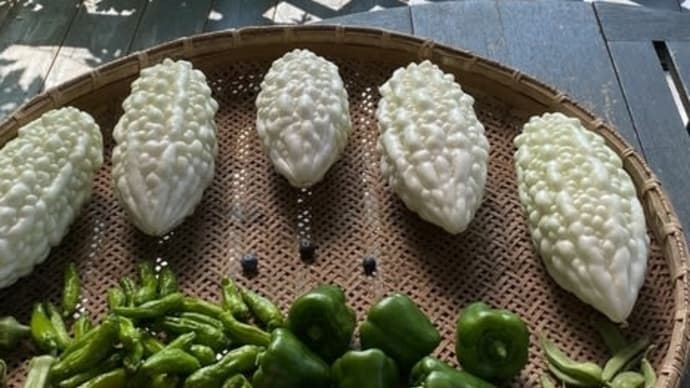 出遅れていた緑のカーテンの純白ゴーヤが初収穫