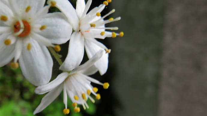 Fuzzy deutzia