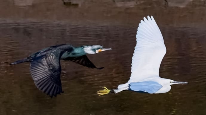 29/Jan カワウとコサギとカワセミとジョウビタキ♀️と枝垂れ梅
