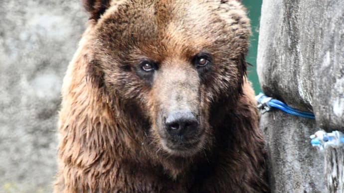 エゾヒグマのアマナさん かっこよすぎます