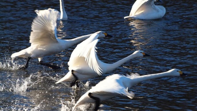 北からの渡り鳥「白鳥」川島町越辺川2話