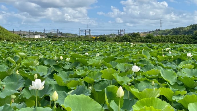 レンコン畑　ハスの花々