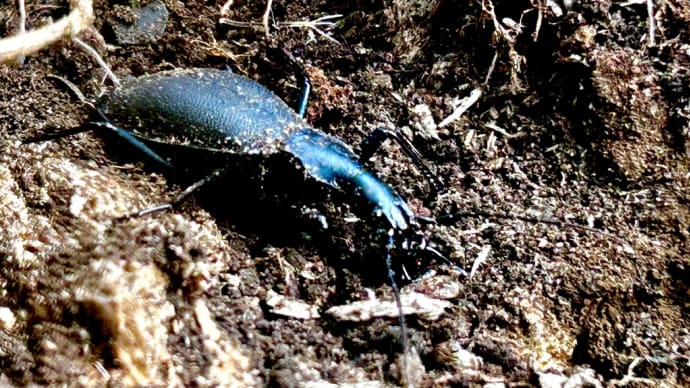 マイマイカブリ
