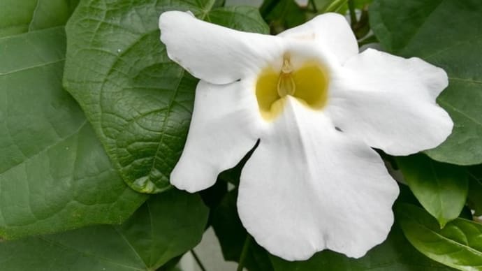 ついに咲いた白い花