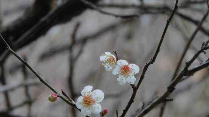 一番寒いときに咲く梅の花