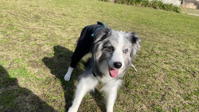 ハッシュタグ おばあちゃん犬 Goo Blog Gooブログ ハッシュタグ おばあちゃん犬 Goo Blog Gooブログ