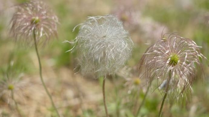 翁草(オキナグサ)