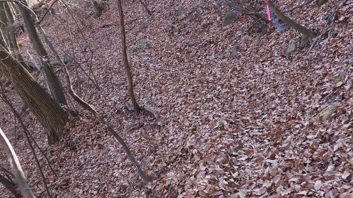 里山に行く時は竹箒を持って行きたい