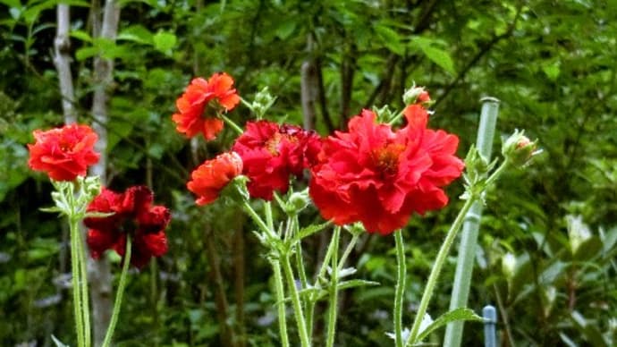 庭の花（5月）ゲウム、ロベリア、ジキタリス、クレマチス、他