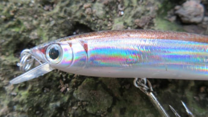 巨大魚ゲット!わずか30分のルアーフィッシング!