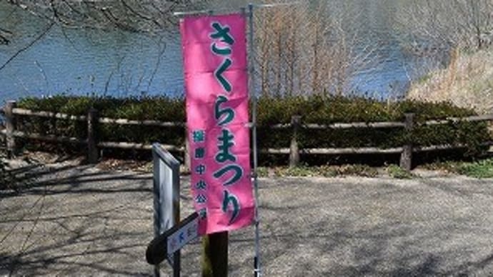 播磨中央公園 桜 2017