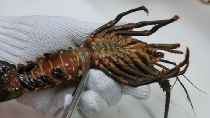 【銚子で鮮魚購入!! 】活け伊勢海老を、どのように調理する~(^^♪
