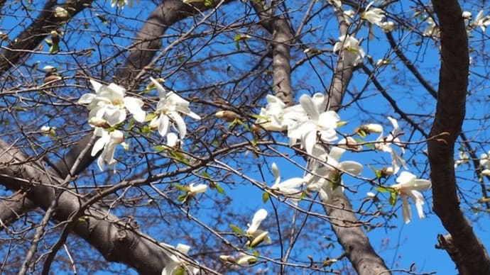 花辛夷