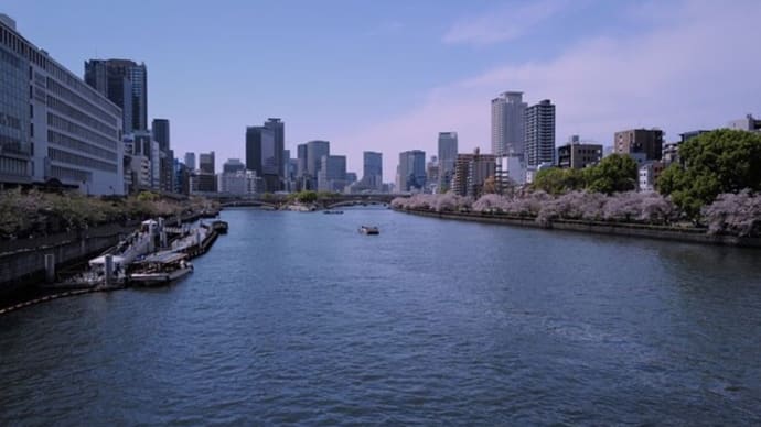 大川の桜 4月13日(土)快晴