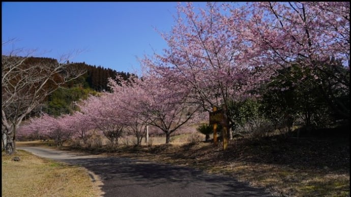 イトウコムロ桜満開