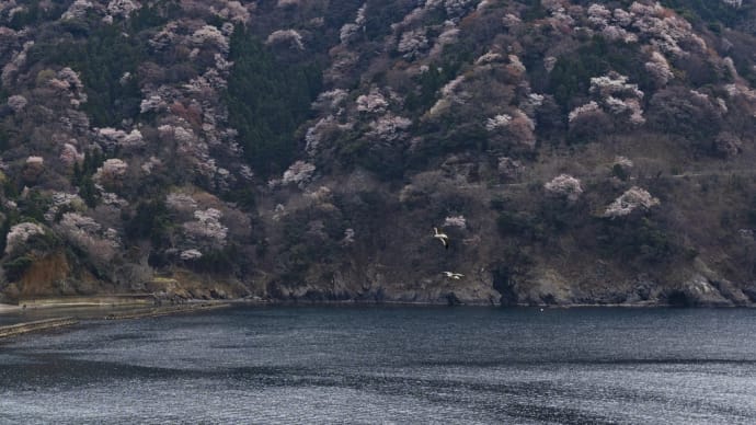 神子の山桜 Ⅲ